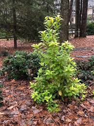 Folge deiner leidenschaft bei ebay! Illicium Parviflorum Florida Sunshine Florida Sunshine Anise Florida Sunshine Illicium North Carolina Extension Gardener Plant Toolbox