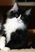 Kitten Maine Coon