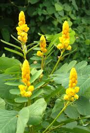 Candlestick cassia is a showy addition to any garden. Candlestick Cassia Etsy Bush Plant Plants Small Trees