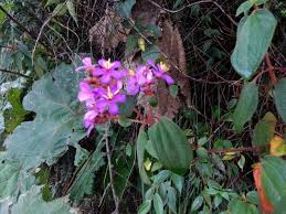 At first, the surfaces are colonized by mosses and lichens. Why Are Rainforests Important Rainforest Concern