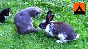 What are the benefits of dehydrated pet food? Don T Mix Kittens And Rabbits Until You See This Youtube