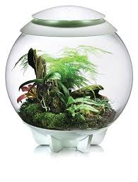 Biorb Air Closed Terrarium Plants Terrarium Terrarium Plants