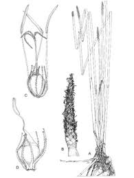 Image result for Courtoisina assimilis