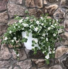 Image result for Jamesbrittenia burkeana