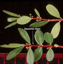 Image result for Phyllanthus paxii