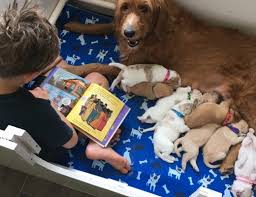 Our miniature goldendoodle puppies are healthy, happy and have let us help you discover the wonderful world of doodles! A Boy And His Dog Doodles Goldendoodles Labradoodles