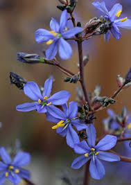 Image result for Aristea abyssinica