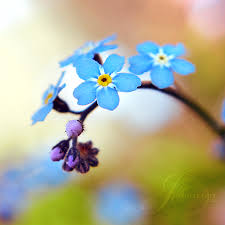 Forget me not flowers rapid city. Forget Me Not On Behance