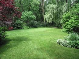 A layer of decaying plant matter, often dead grass stems and roots. How To Prepare Your Lawn For Spring