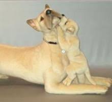Great Dane Stuffed Dogs By Piutre Italy World S Largest Source Of Luxury Handmade Plush Lifesize An Large Plush Stuffed Animals Giant Stuffed Animals Animals