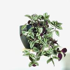 Trailing House Plants Divine Unique Indoor Pots Purple Cool Recent Is A Beautiful And Unusual Plant White Takoj In Plants House Plant Delivery Unusual Plants