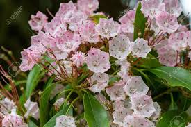 According to professor lucy bradley with the nc those trees can be found in a wide range of environments. Close Up Of Flowers On A Mountain Laurel Kalmia Latifolia Tree Stock Photo Picture And Royalty Free Image Image 128779695