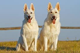 Adopt 46966996 a white german shepherd dog / mixed dog in el paso, tx (31359603) american white shepherd · el paso, tx. White German Shepherd Animal Stock Photos Kimballstock
