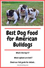 Best Dog Food For American Bulldogs Perfect Choices That