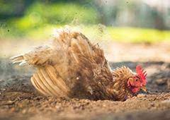 When in a dust bath, the chicken will start the process by scraping its feet into the soft, fine, and dry loose soil mixture. Why Do Chickens Dust Bathe