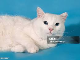 Longhaired White Cat With Spots Lying On Gray Stock Photo