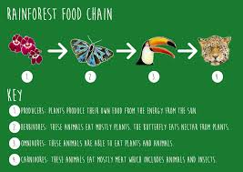 Rainforest Food Chain Jpg 3 508 2 480 Pixels Rainforest Food Chain Food Chain Rainforest Food Web