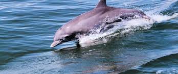 You will go to the hospital. 4 Ways To See Dolphins In Va Beach