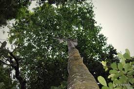 Image result for Flabellaria paniculata