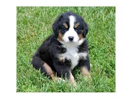 Find the perfect puppy for sale in wisconsin at next day pets. The Best Parrots In The World Bernese Mountain Dog Puppies Wi