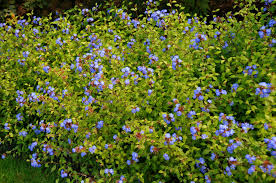 Image result for Ceratostigma willmottianum