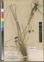 Image result for Pycreus elegantulus