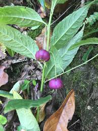 Image result for Embelia ruminata