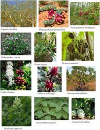 Image result for Eriosema montanum