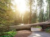 See the Best of Sequoia & Kings Canyon National Parks ...