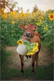 We Re Totally Obsessed With This Little Dude Cute Cows Animals Cow Pictures