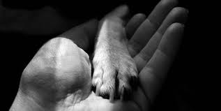 When it comes time for the final medication, let the owner know you are proceeding. Pet Euthanasia At Home Knowing When It S Time And What To Expect