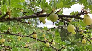 Kamu bisa makan sendiri atau dijadikan parcel. Panen Buah Buahan Segala Macam Berry Di Kebun Mertua Bule Finlandia Youtube
