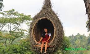 Cara menemukan sarang burung kutilang burung kutilang bisa bersarang disekitar kita sehingga cara membersihkan sarang burung walet ada 2 jenis cara : Objek Wisata Sarang Burung Di Air Terjun Cinta Di Wanagiri