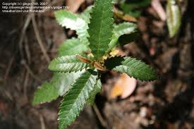 Image result for Callicoma