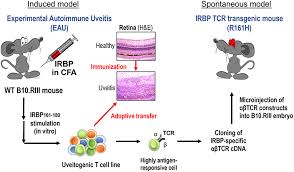 That is why it is important to diagnose and. Frontiers Microbiome And Autoimmune Uveitis Immunology