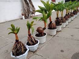 Untuk membuat bonsai kelapa, pilihlah bibit kelapa yang sudah lumayan tua. Bonsai Kelapa Tanaman Cantik Yang Mudah Dibuat Blog Ruparupa