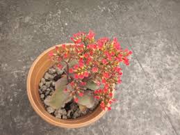 You can take a leaf, or a small stem (only those parts that are alive not the dead ones) cutting and propagate an entirely new plant. Is My Kalanchoe Dying Gardening Landscaping Stack Exchange