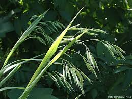 Image result for Bromus