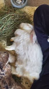 Good morning bunny people! ☀️🐦☕️🐇 Here's an update