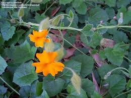 Image result for Thunbergia gregorii