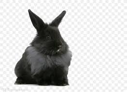 What's black on both ends and white in the middle? Lionhead Rabbit Dutch Rabbit Labrador Retriever Maine Coon Himalayan Cat Png 1024x745px Lionhead Rabbit Animal Black