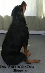 Dogs that sleep like this are showing a combination of submission and if your doggie is passed out on his or her side, they're in a common sleep position that is typically reserved for naps. Dog Sits With Legs Splayed Daily Dog Discoveries