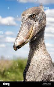 Shoebill close up hi-res stock photography and images - Alamy