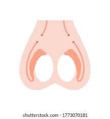 Testis Images Stock Photos Vectors Shutterstock