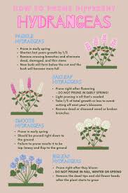 If the bush is wilting in the morning, water thoroughly. How To Prune Hydrangeas Blog Naturehills Com