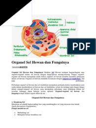 Check spelling or type a new query. Organel Sel Hewan Dan Fungsinya