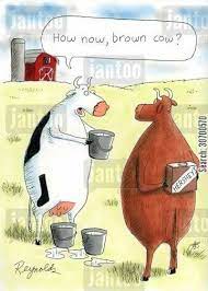 How Now Brown Cow Cows Chocolatemilk Cows Funny Cows Funny Cartoon Cow