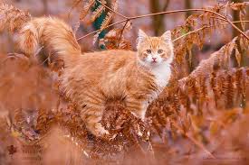 Foxy Cat By Roeselien Raimond Photo 222059051 500px Cats Beautiful Cat Warrior Cats