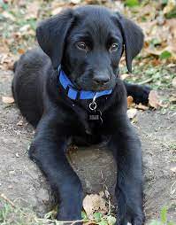 In their litter size of 7 to 10 puppies, each pup may have a different appearance and temperament. Hi My Name Is Beau I Am A Golden Retriever Labrador Retriever Omg Same Dog Same Name But Retriever Mix Golden Retriever Mix Puppies Labrador Retriever Mix