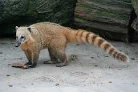 Initially, confusion over solitary males led to designation of a separate species. South American Coati The Parody Wiki Fandom